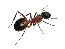 Disinfestazione Formiche